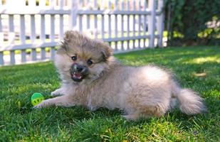 Chiot mignon chien poméranien jouant à l'extérieur photo