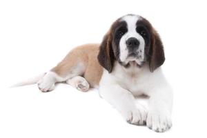 Doux chiot saint bernard sur fond blanc photo