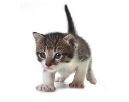 bébé chaton mignon sur fond blanc photo