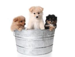 adorables chiots poméraniens dans une baignoire en métal photo