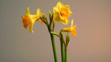 ai généré minimaliste composition avec Jaune jonquilles. photo