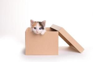 adorable chaton calicot dans une boîte sur fond blanc photo