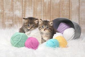 chatons avec des pelotes de laine en studio photo