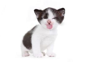 Portrait de chaton en studio sur fond blanc photo