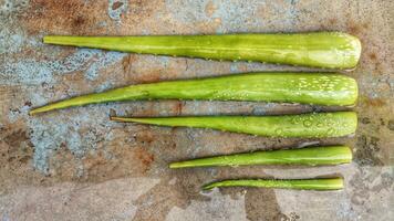 plante de alovera sur une jardin photo