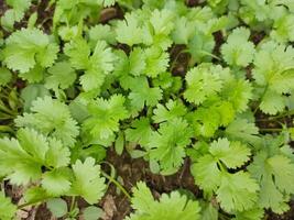 coriandre plante dans des légumes jardin. photo