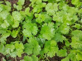 coriandre plante dans des légumes jardin. photo