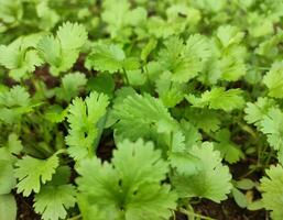 coriandre plante dans des légumes jardin. photo