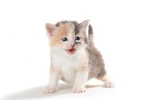 adorable chaton mignon photo