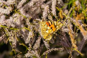 insecte papillon dans le sauvage dans le environnement de une floraison plante avec fleurs photo