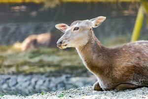 animal - rouge cerf en plein air photo