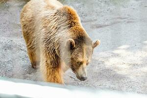 marron ours dans le ville zoo photo