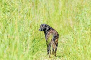 perdu sans abri égarer chiens à l'extérieur le ville photo