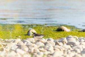 oiseau dans le sauvage avec magnifique pierre Contexte en plein air ornithologie thème. photo