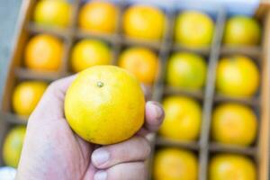 homme main choisir en haut Frais Orange fruit de Caisse boîte photo