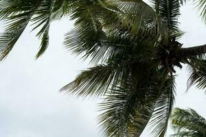 faible angle vue de noix de coco paume arbre photo