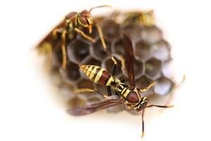 guêpes sur nid d'abeilles tendant à leur nid photo