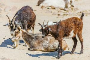 animaux - chèvres en marchant en plein air photo