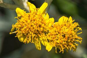 Jaune plante dans ville parc photo