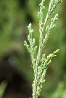 photo de vert genévrier Naturel médicament et pimenter