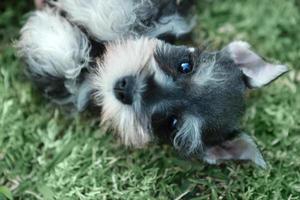 chiot schnauzer nain à l'extérieur photo