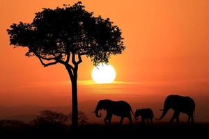 belle silhouette d'éléphants africains au coucher du soleil photo