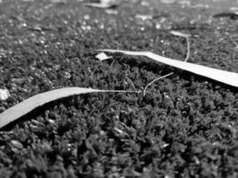 noir et blanc herbe Contexte proche voir, niveaux de gris herbe photo