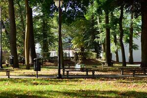 vert des arbres dans le ville parc photo