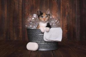 chatons dans la baignoire se toilettant par bain moussant photo