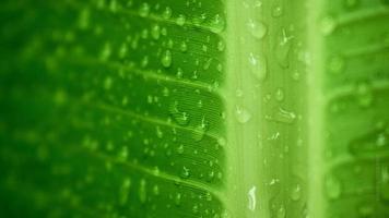 feuilles de bananier avec des gouttes de pluie photo