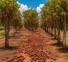 ai généré litchi des fruits croissance dans une rangée sur une ferme dans Australie photo