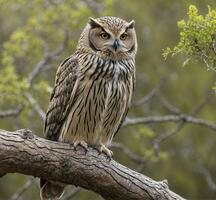 ai généré génial cornu hibou, bubon bubon, Célibataire oiseau sur bifurquer, Sud Afrique photo