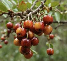 ai généré cerises sur une branche de une arbre dans le jardin. photo