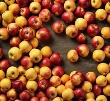 ai généré Contexte de rouge et Jaune pommes sur une en bois tableau. Haut voir. photo