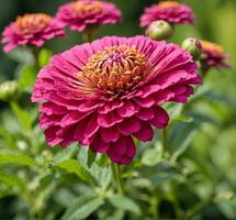 ai généré zinnia élégans est une genre de floraison les plantes dans le tournesol famille astéracées. photo