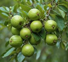 ai généré des fruits de le goyave arbre agrumes nigra photo