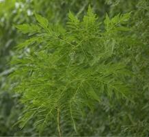 ai généré vert feuilles de une Papaye arbre sur une Contexte de vert feuillage photo