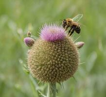 ai généré mon chéri abeille collecte pollen de une chardon fleur dans une champ photo