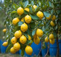 ai généré citrons croissance sur une citron arbre dans une jardin dans sicile, Italie. photo