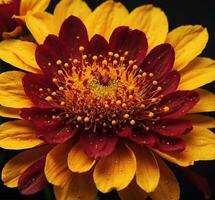 ai généré fermer de rouge et Jaune chrysanthème fleur. photo