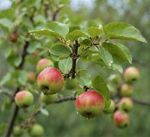 ai généré mûr pommes sur une arbre branche dans un verger dans l'automne photo