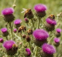 ai généré les abeilles collecte nectar de une chardon fleur photo