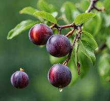 ai généré mûr prunes sur une arbre branche avec l'eau gouttes après pluie photo