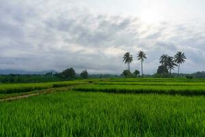 magnifique Matin vue Indonésie. panorama paysage paddy des champs avec beauté Couleur et ciel Naturel lumière photo