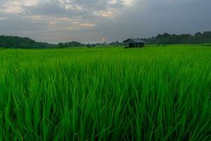 magnifique Matin vue Indonésie. panorama paysage paddy des champs avec beauté Couleur et ciel Naturel lumière photo