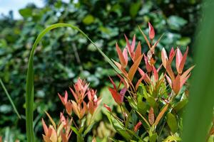 rouge les plantes au milieu de vert feuillage photo