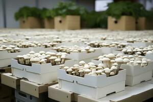 ai généré biologique cultivation de agaricus champignons. ai généré photo