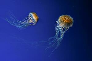 deux lueur chrysaore mélanastre ou marron méduse dans bleu l'eau. thériologie, sous-marin la vie photo