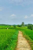 le beauté de le brumeux Matin panorama avec lever du soleil et riz des champs dans Bengkulu photo