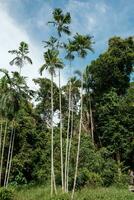 grand noix de coco des arbres portrait vue photo